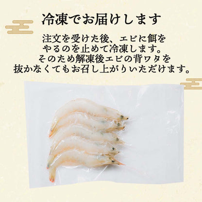 【日本初！完全養殖】大月シロアシエビ　３袋入り