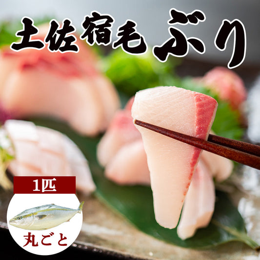 土佐宿毛ぶり　まるごと１本【鮮魚】【ブリ】