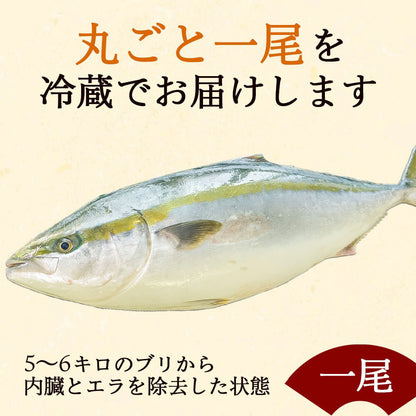 土佐宿毛ぶり　まるごと１本【鮮魚】【ブリ】