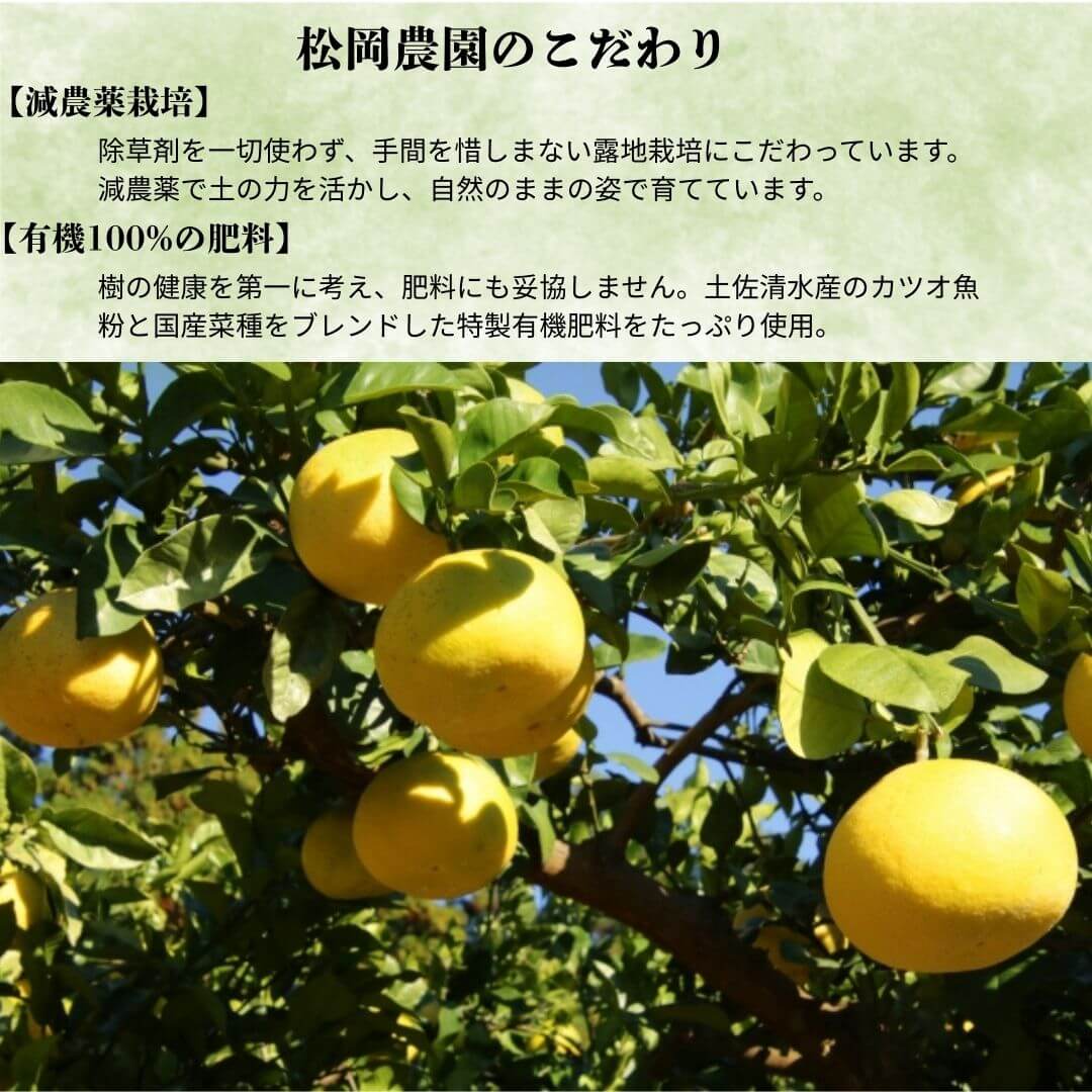 【高知県 宿毛産】土佐文旦 家庭用 10kg 【柑橘】