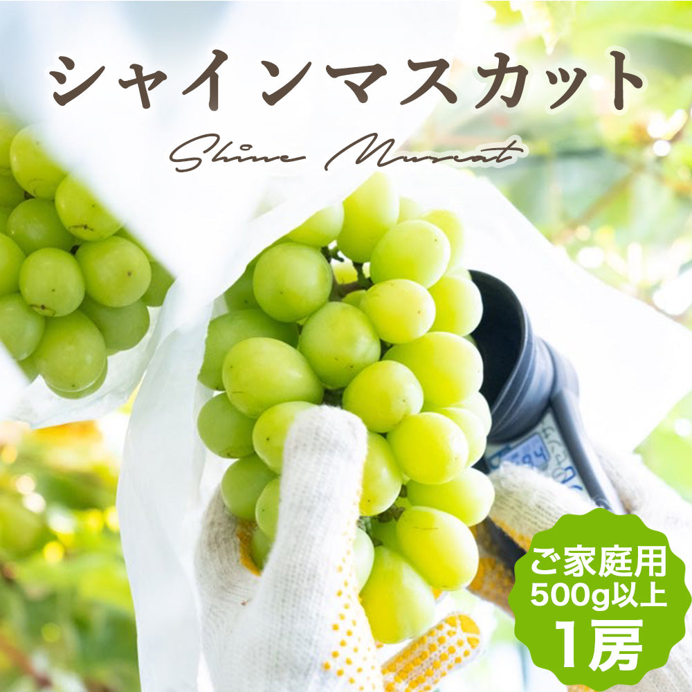 【8月限定】高知県産シャインマスカットご家庭用1房（500g以上）【畠山果樹園】【今季終了】