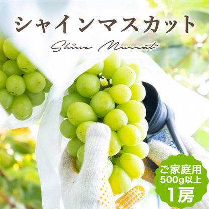 【8月限定】高知県産シャインマスカットご家庭用1房（500g以上）【畠山果樹園】【今季終了】