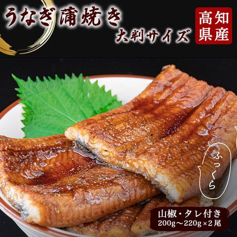 高知県産有頭うなぎ大判サイズ200〜220g 2尾 【お届け日時指定不可】