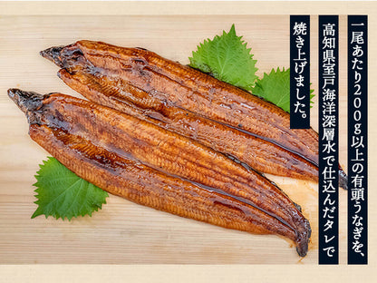 高知県産有頭うなぎ大判サイズ200〜220g 2尾 【お届け日時指定不可】