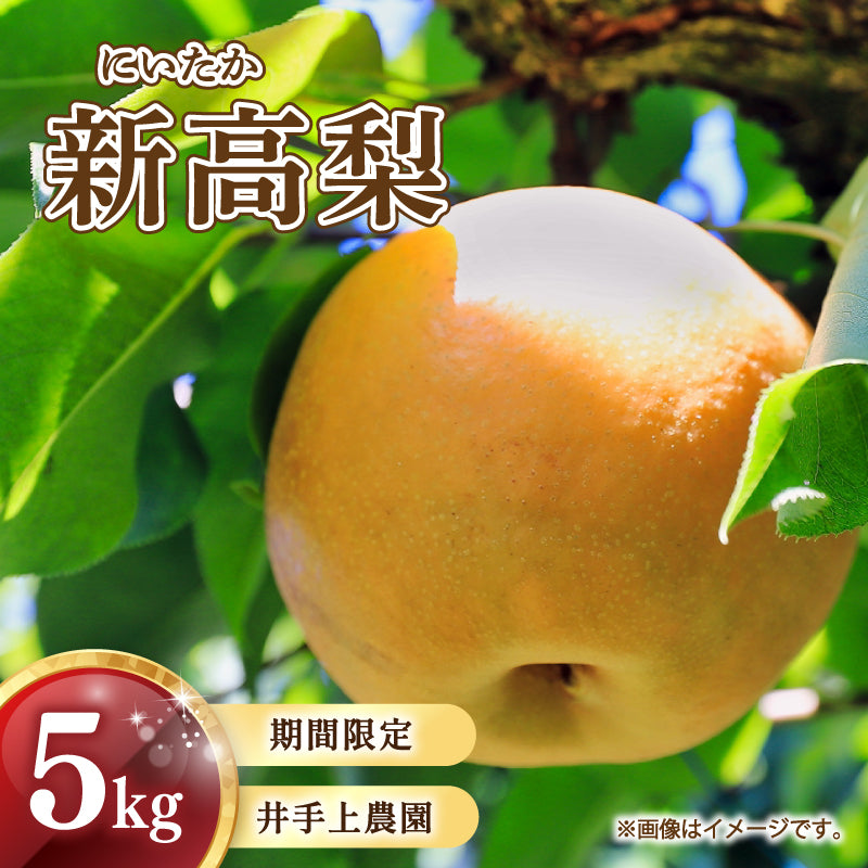 【10月初旬以降順次出荷】福岡県産 新高梨 約3～5kg