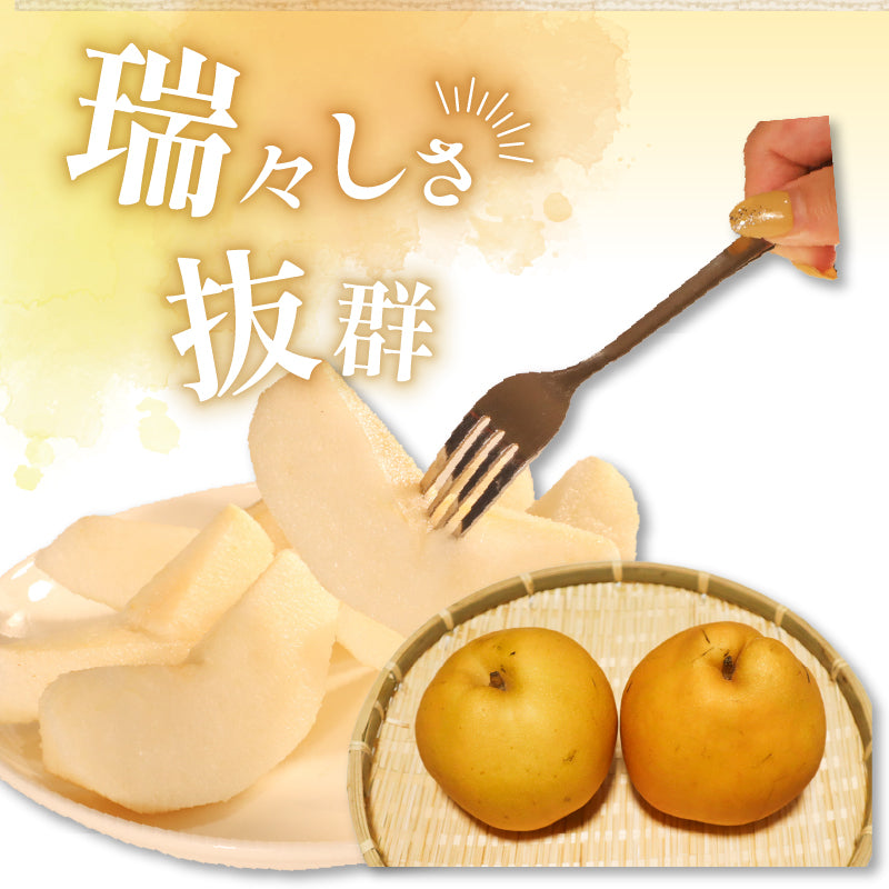 福岡県産 新高梨（にいたかなし） 約3kg・5kg【日付指定不可・順次出荷】