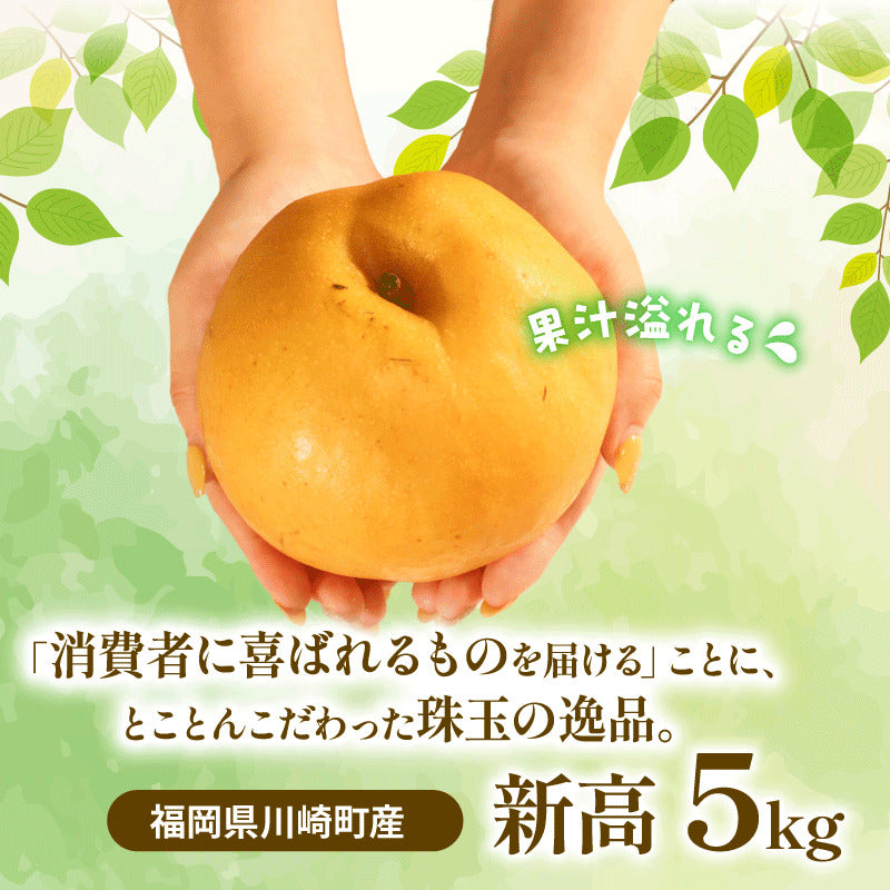 福岡県産 新高梨（にいたかなし） 約3kg・5kg【日付指定不可・順次出荷】