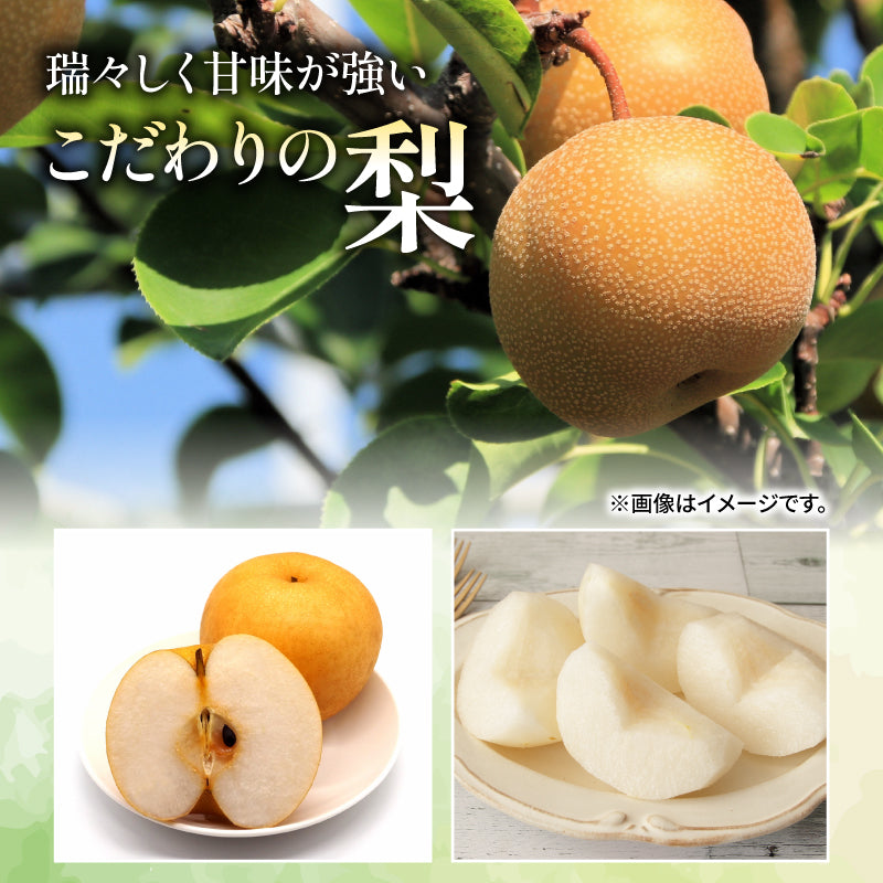 【10月初旬以降順次出荷】福岡県産 新高梨 約3～5kg