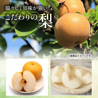 【10月初旬以降順次出荷】福岡県産 新高梨 約3～5kg