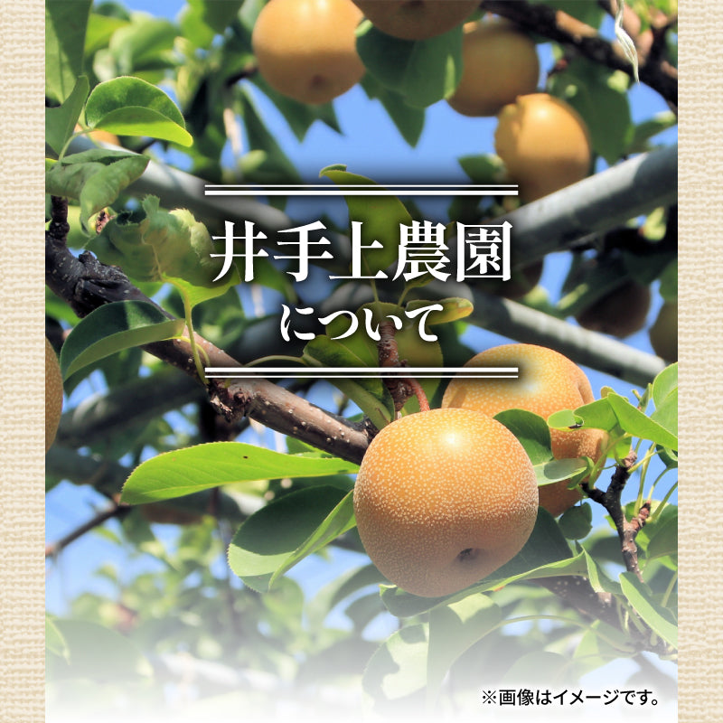 【10月初旬以降順次出荷】福岡県産 新高梨 約3～5kg