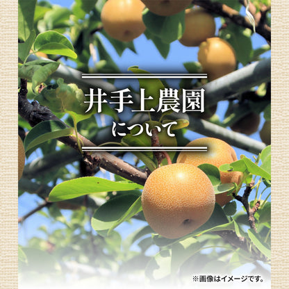 【10月初旬以降順次出荷】福岡県産 新高梨 約3～5kg