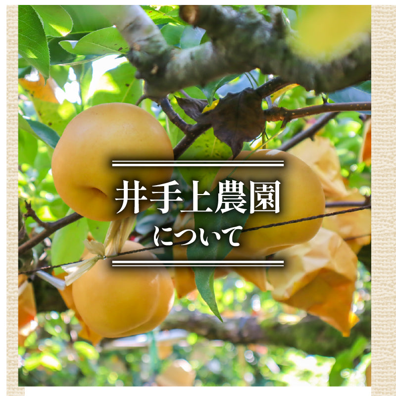 福岡県産 新高梨（にいたかなし） 約3kg・5kg【日付指定不可・順次出荷】