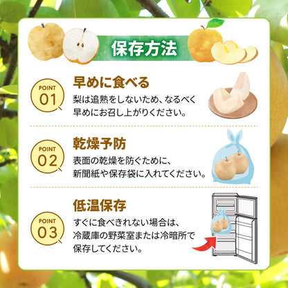 【10月初旬以降順次出荷】福岡県産 新高梨 約3～5kg