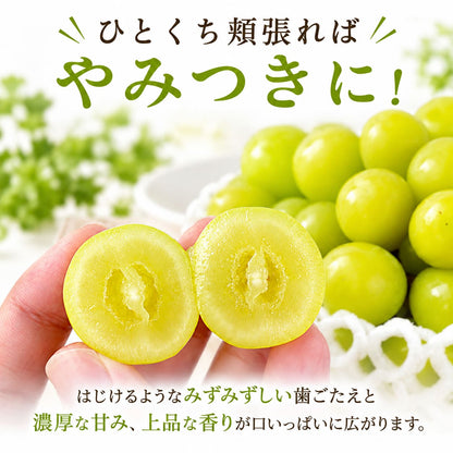 【順次出荷中】家庭用/秀品シャインマスカット 1房約500g【1房～4房まで選択可】