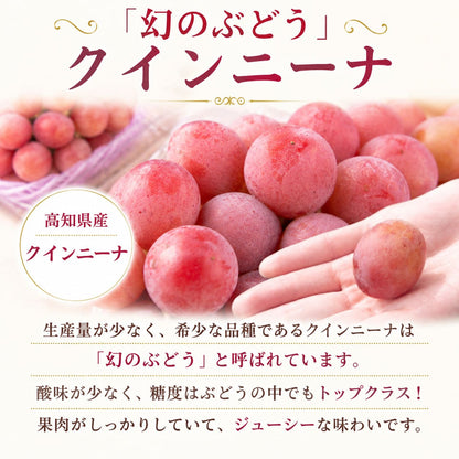 【順次出荷中】家庭用/秀品 高級 クインニーナ 1房約600g【1房～4房から選択可】