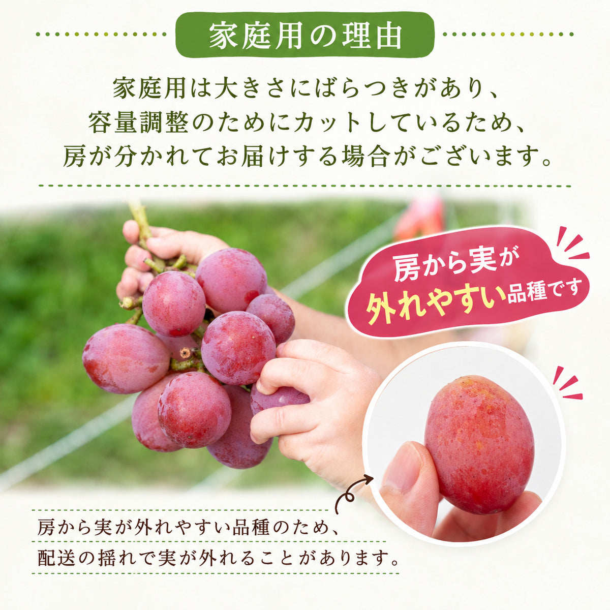 【順次出荷中】家庭用/秀品 高級 クインニーナ 1房約600g【1房～4房から選択可】