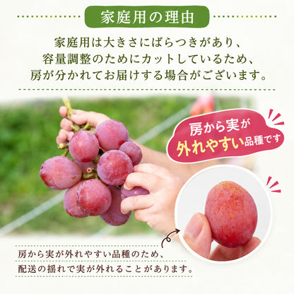 【順次出荷中】家庭用/秀品 高級 クインニーナ 1房約600g【1房～4房から選択可】