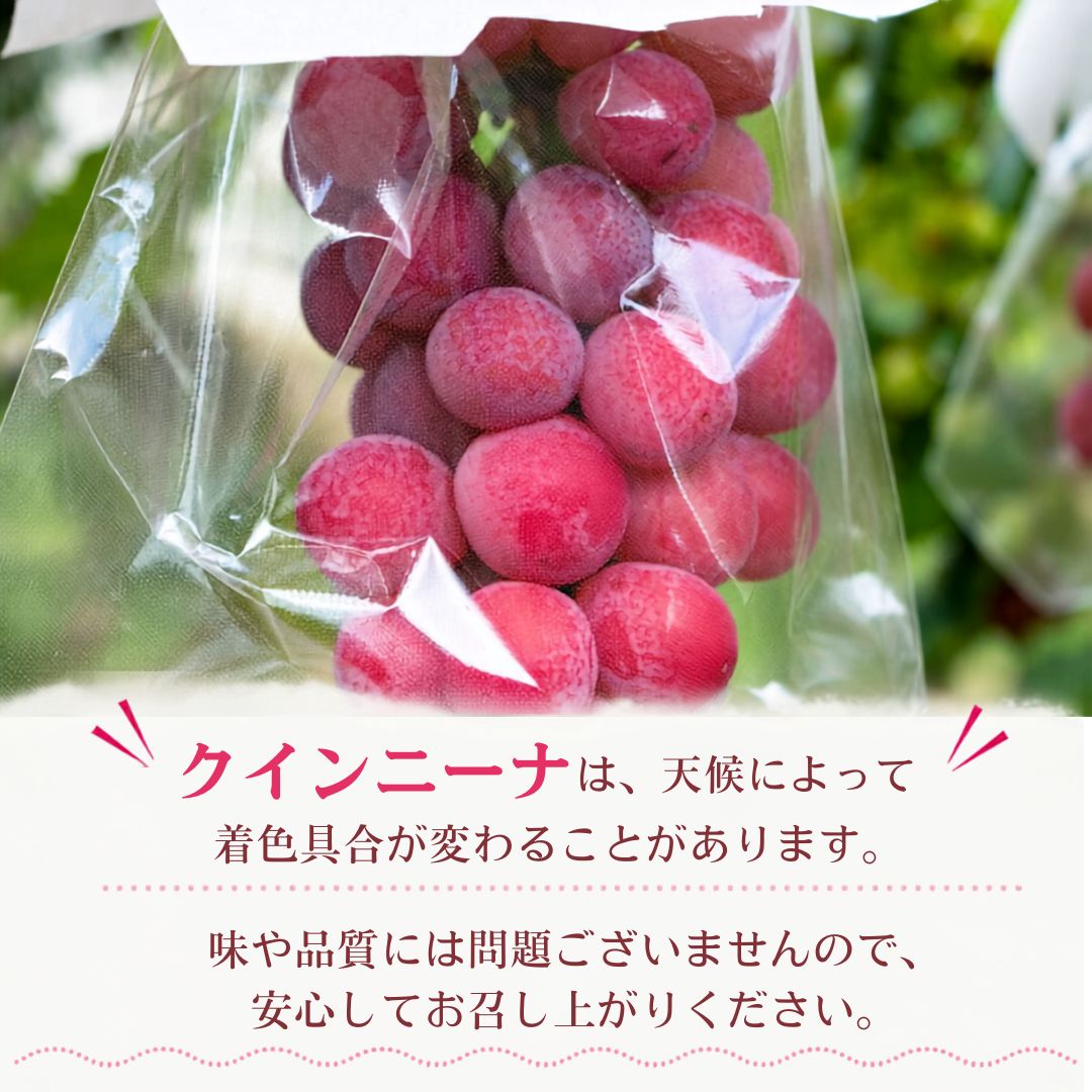 【順次出荷中】家庭用/秀品 高級 クインニーナ 1房約600g【1房～4房から選択可】