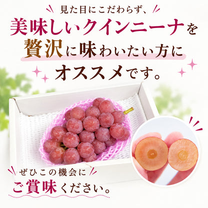【順次出荷中】家庭用/秀品 高級 クインニーナ 1房約600g【1房～4房から選択可】