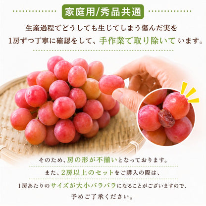 【9月中旬頃より順次出荷・先行予約受付中】家庭用/秀品 高級 クインニーナ 1房約600g【1房～4房から選択可】