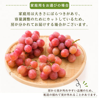 【9月中旬頃より順次出荷・先行予約受付中】家庭用/秀品 高級 クインニーナ 1房約600g【1房～4房から選択可】