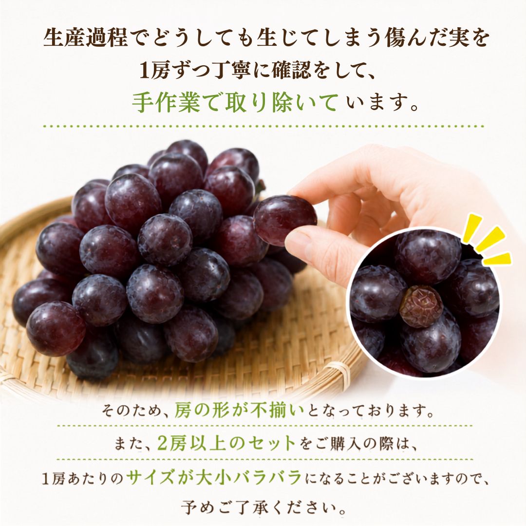 【10月より順次出荷・先行予約受付中】高知県産 高級 富士の輝 1房約600g【 1房～4房まで選択可】