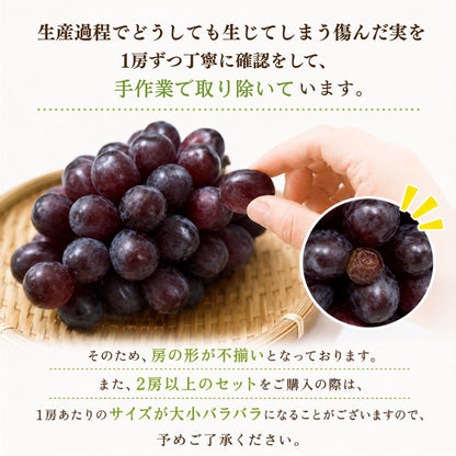 【10月より順次出荷・先行予約受付中】高知県産 高級 富士の輝 1房約600g【 1房～4房まで選択可】