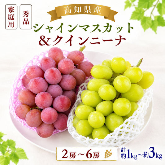 【順次出荷中】シャインマスカット＆クインニーナ　計約1kg～約3kg【2房～6房から選択可】