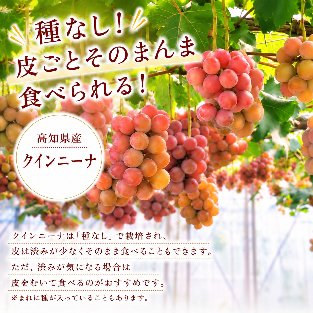 【9月中旬頃より順次出荷・先行予約受付中】シャインマスカット＆クインニーナ　計約1.1kg～約3.3kg【2房～6房から選択可】