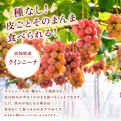 【9月中旬頃より順次出荷・先行予約受付中】シャインマスカット＆クインニーナ　計約1.1kg～約3.3kg【2房～6房から選択可】