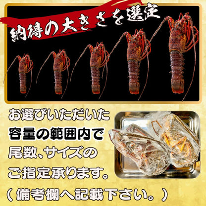 【訳あり】朝どれ伊勢海老 350g～4kg