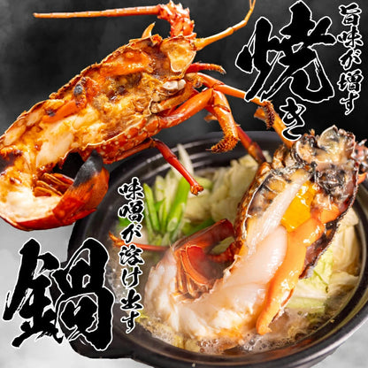 【特大】伊勢海老 選べる容量 600g～4.2kg