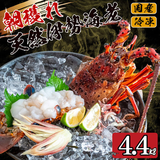 【訳あり】朝どれ伊勢海老 350g～4kg