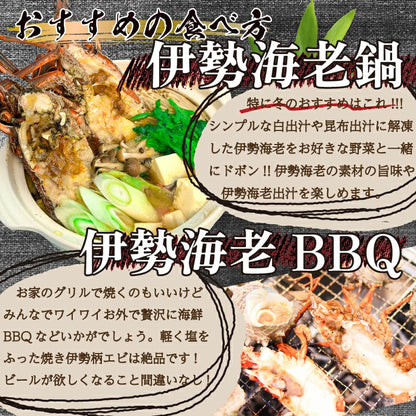 【簡単調理！】ハーフカット伊勢海老 700g～3.5kg