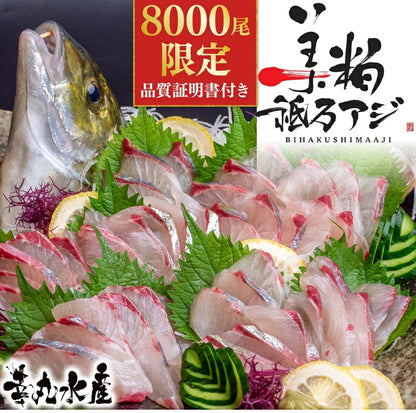 【高級魚】美粕祗万アジ（シマアジ）
