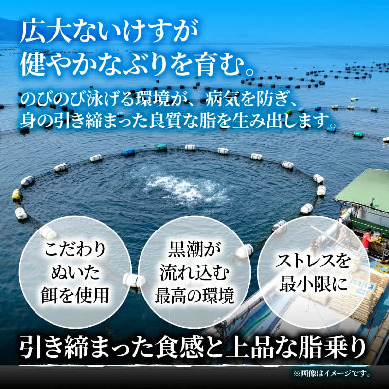 【高知県宿毛産】土佐宿毛ブリ 皮なし ロイン お刺身用柵【400g/1kgから選択可】