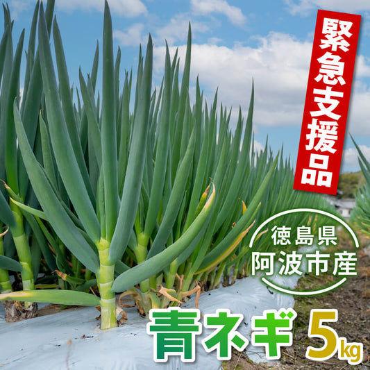 阿波の極上青ネギ 無選別品 5kg【アイ・エス・フーズ徳島】【日付指定不可】