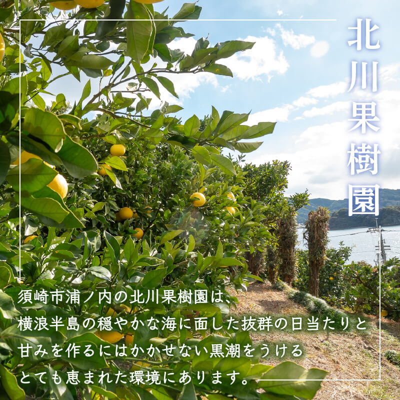 今シーズン受付終了】須崎市産・土佐文旦 秀品 優品 家庭用 5～10kg