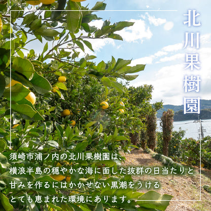【今シーズン受付終了】須崎市産・土佐文旦 秀品 優品 家庭用 5～10kg【高知県須崎市・北川果樹園】【柑橘】