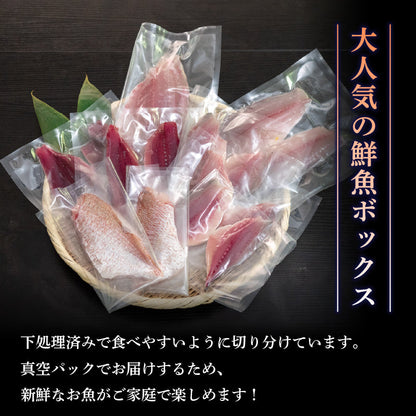 【船上神経締め】高知・須崎の天然魚 フィーレ加工済み 2〜3種類500g以上（冷蔵）【九石大敷組合】【日付指定不可】