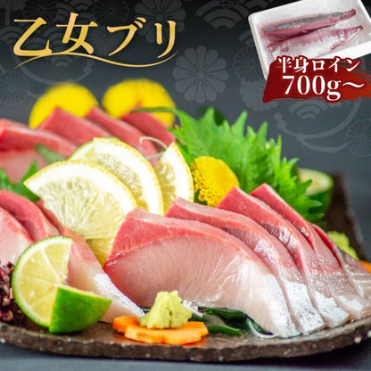 【年末予約専用】【脂のり抜群】冷蔵 鮮魚 「乙女ブリ」 刺身用柵 高知県産 700g~【小島水産】