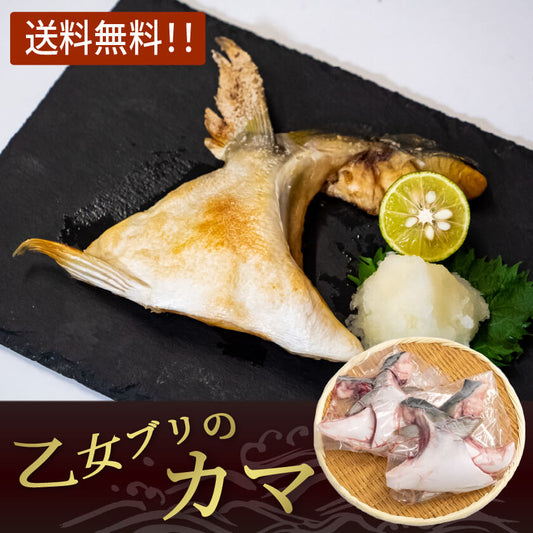 絶品！乙女ブリのカマ4個〜16個【ブリ】