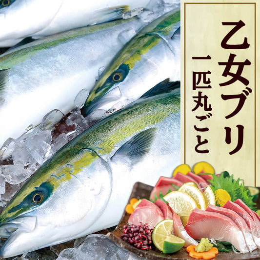 乙女ブリ 1匹まるごと（ラウンド）【鮮魚】【ブリ】
