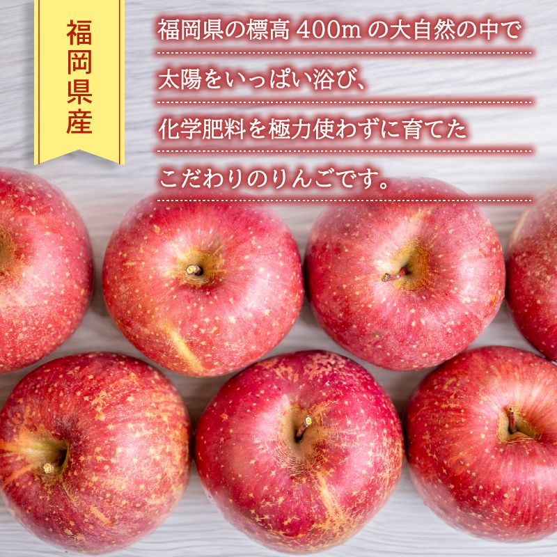 【12/24までの注文で年内配送】福岡県産 川崎町観光りんご園「サンふじ」良品 約3kg／5kg／10kg