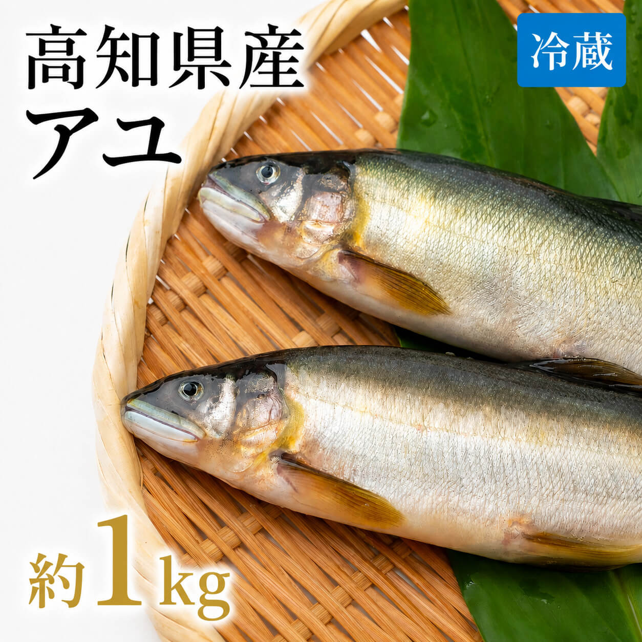 【高知県唯一の養殖アユ】物部川の地下水で育てたアユ 冷蔵 1kg・2kg【カネミツ養鮎】