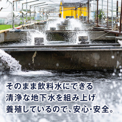 【高知県唯一の養殖アユ】物部川の地下水で育てたアユ 冷蔵 1kg・2kg【カネミツ養鮎】