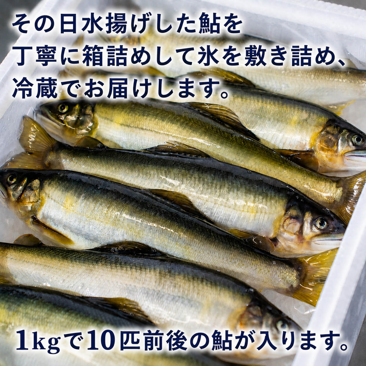 【高知県唯一の養殖アユ】物部川の地下水で育てたアユ 冷蔵 1kg・2kg【カネミツ養鮎】