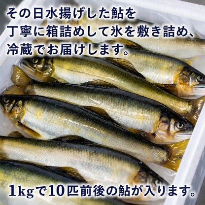 【高知県唯一の養殖アユ】物部川の地下水で育てたアユ 冷蔵 1kg・2kg【カネミツ養鮎】