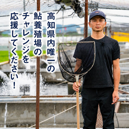 【高知県唯一の養殖アユ】物部川の地下水で育てたアユ 冷蔵 1kg・2kg【カネミツ養鮎】