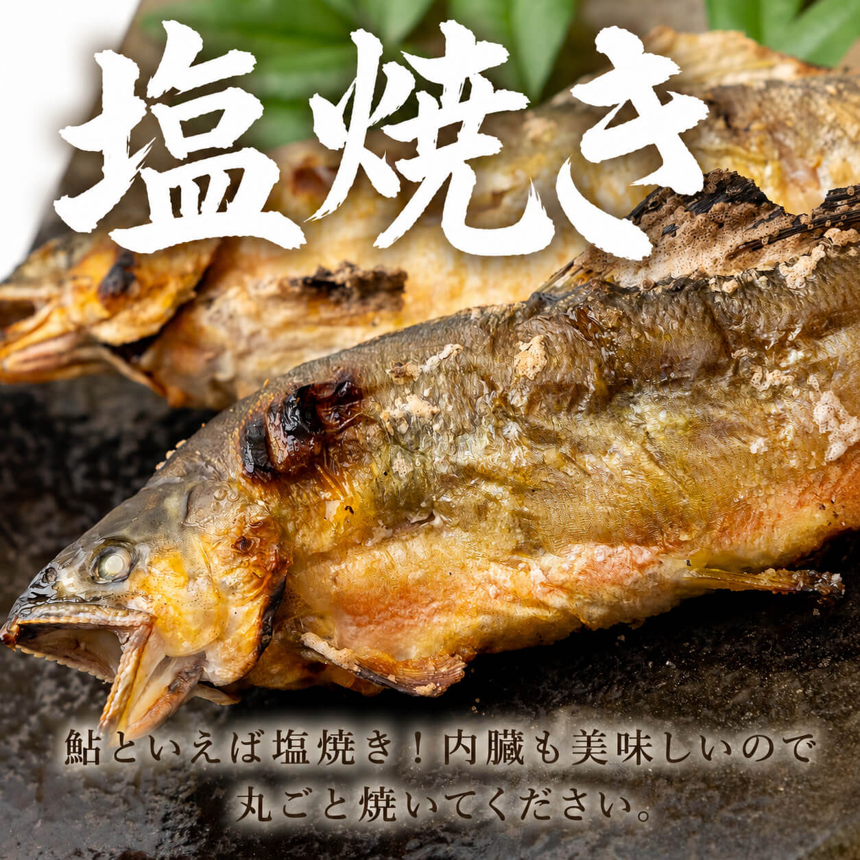 【高知県唯一の養殖アユ】物部川の地下水で育てたアユ 冷蔵 1kg・2kg【カネミツ養鮎】